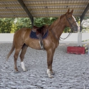 1010631_1783432146_7587.jpg